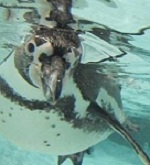 2018 Sponsor of the Aquarium of Niagara 1 2018 Sponsor of the Aquarium of Niagara